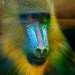 Mandril 140409